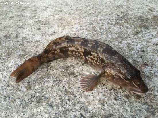 �����ʥ�