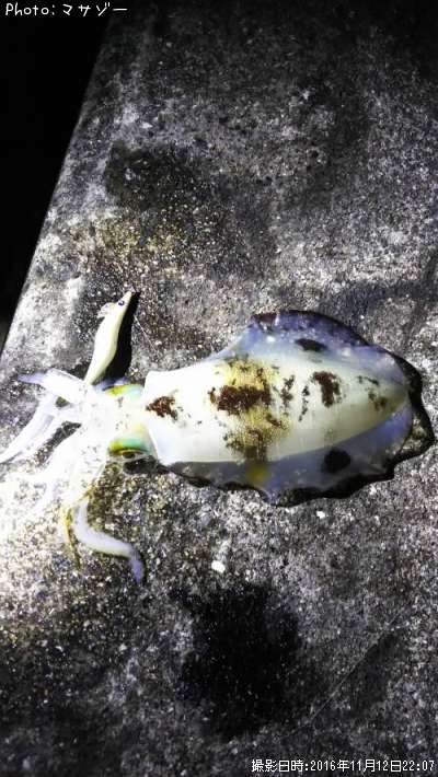 �����ꥤ��