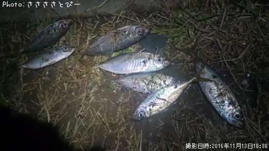 ��������������Х�