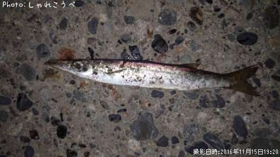 ���ޥ������������ʥߥ˥ߥ˥�������