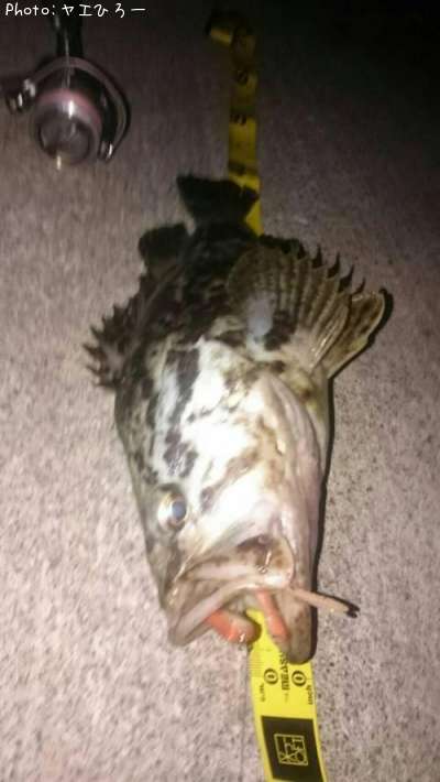 �٥å�������