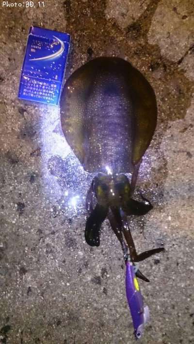 �����ꥤ��