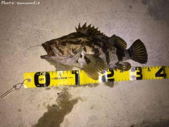 �٥å�������