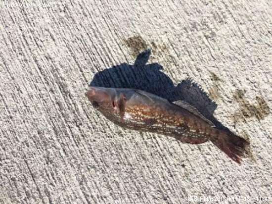 �����ʥ�