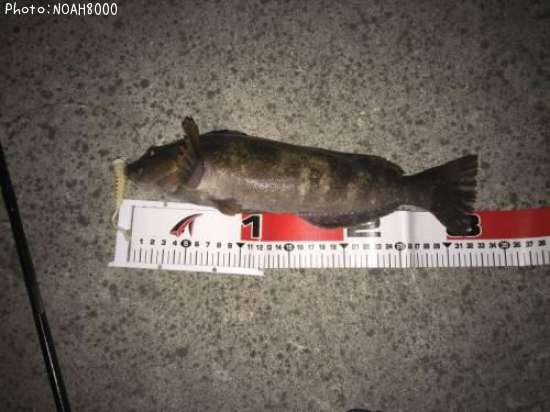 �����ʥ�