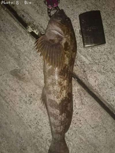 �����ʥ�