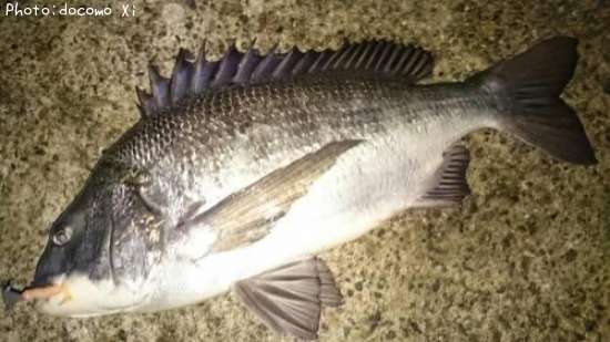 ����ʥ��̡�