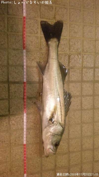 �����Х�