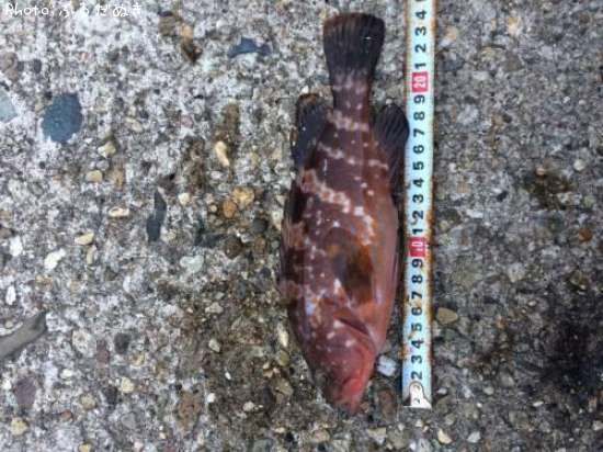 �����ϥ�