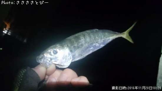 ��������Х�