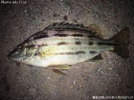 ���ޥ�����