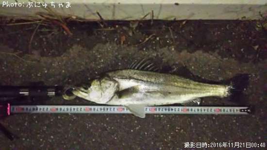 �����Х�