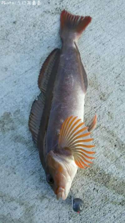 �����ʥ�