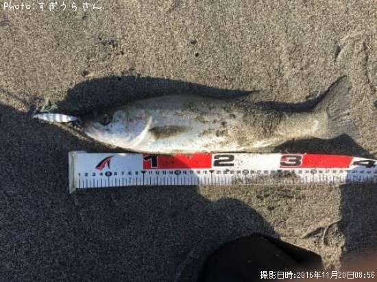 �����Х�