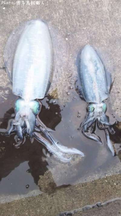 �����ꥤ��