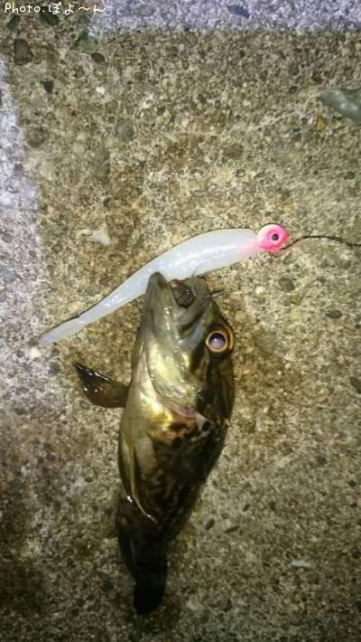 ���������ʾС�