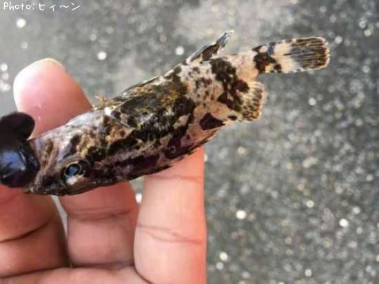 �����Υ���Х�