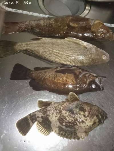 �����ʥ�