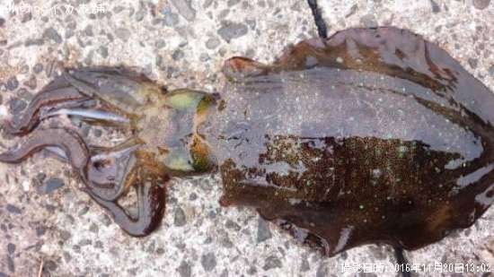 �����ꥤ��