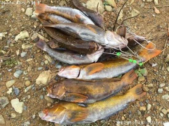 �����ʥ�