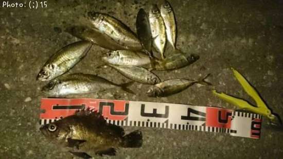 ��Х롢����