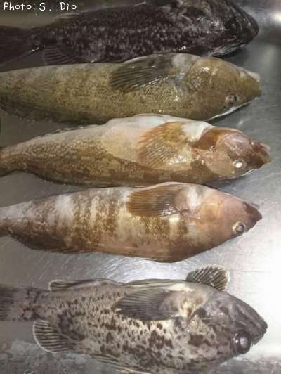 �����ʥ�