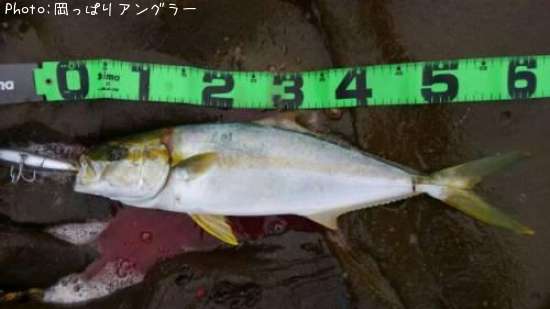 �ҥ饴���䥺�������ꥤ��
