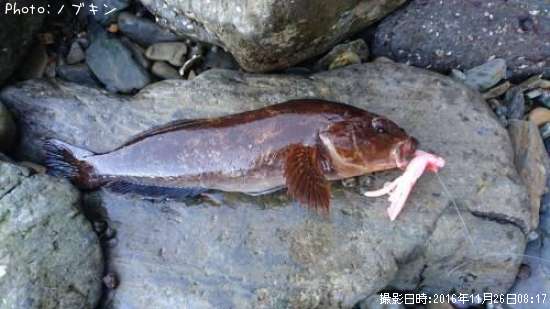 �����ʥ�