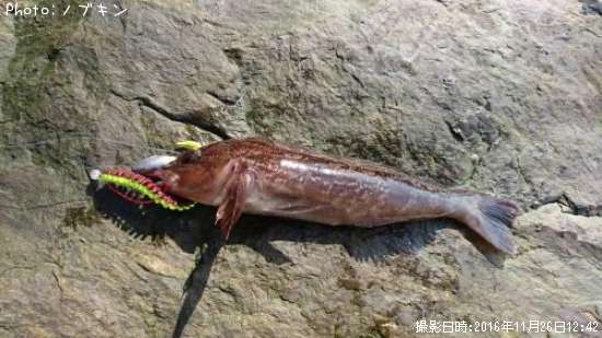 �����ʥ�