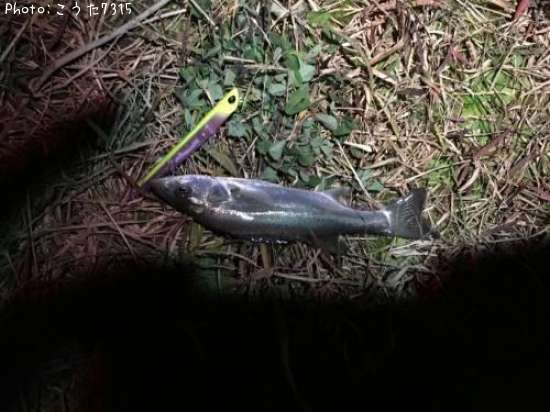 �����Х�