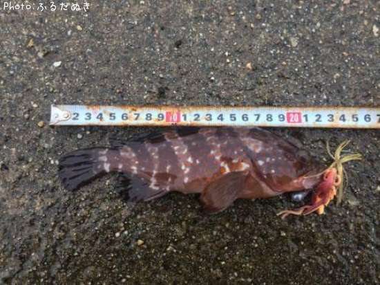 �����ϥ�