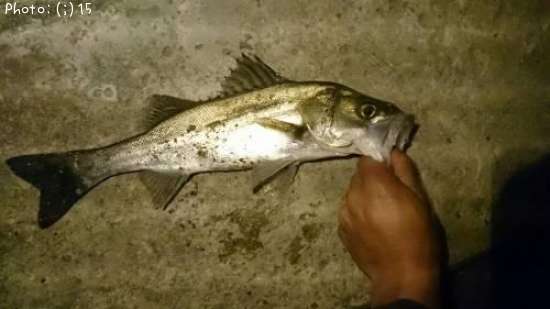 �����Х�