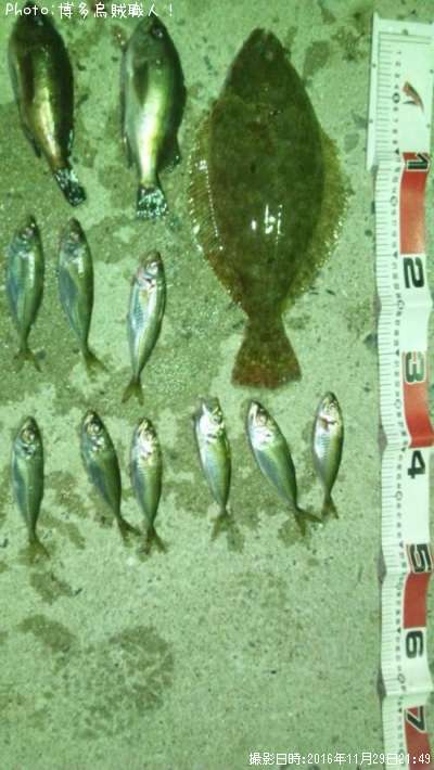 �ҥ�ᡢ��Х롢����