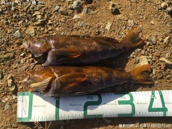 �����ʥ�