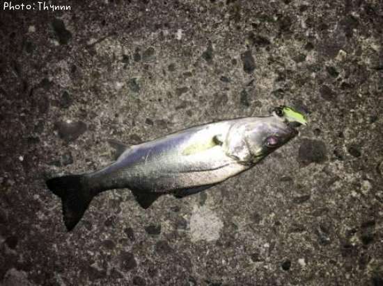 �����Х�