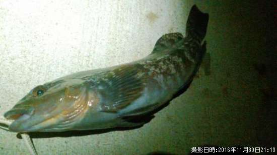 �����ʥ�