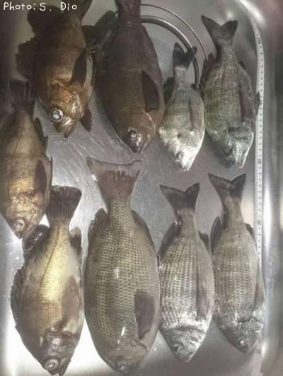 �᥸�ʡ���Х�