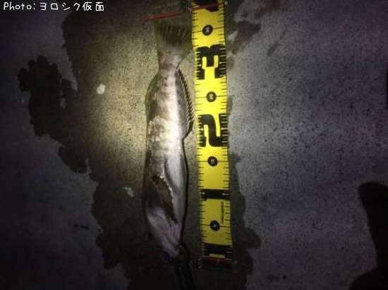 �����ʥ�