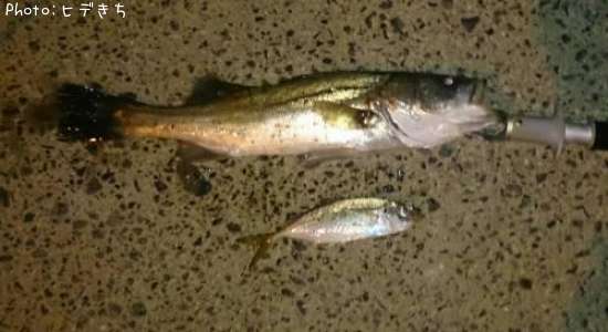 �����Х�