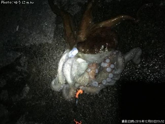 �����ʡ�