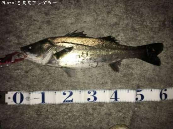 �����Х�