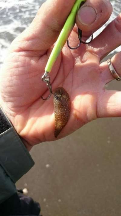 �����ӥ��