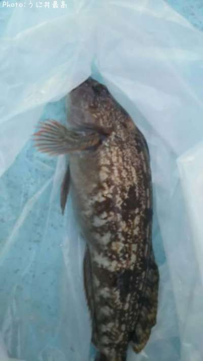 �����ʥ�