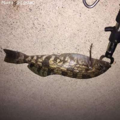 �����ʥ�