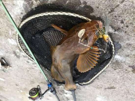 �����ʥ�