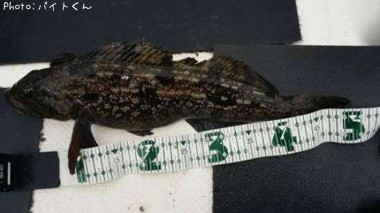 �����ʥ�