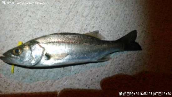 �����Х�