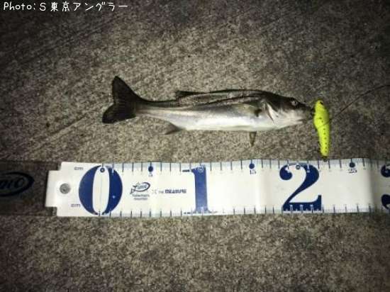 �����Х�