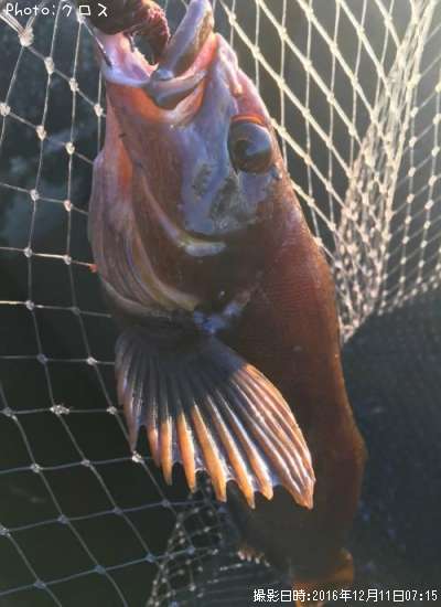 �����ʥ�