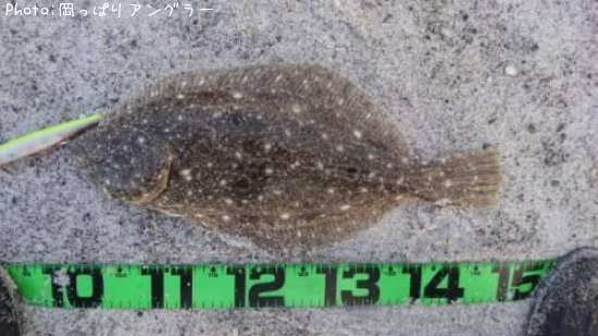 �ҥ�������